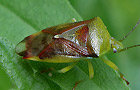 Bunte Blattwanze