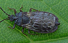 Aneurus laevis