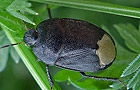 Sehirus luctuosus