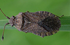 Bathysolen nubilus