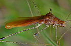 Metatropis rufescens