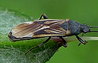 Schmalwanze