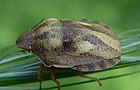 Schildkrötenwanze