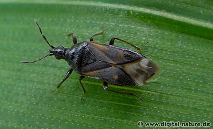 Brauner Lausjäger Anthocoris confusus