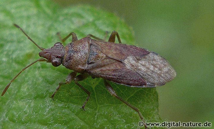 Bodenwanze Orsillus depressus