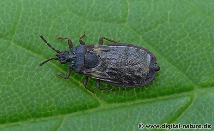 Rindenwanze Aneurus laevis