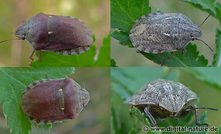 Gemeine Getreidewanze Eurygaster maura