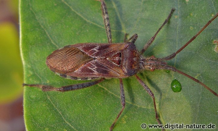 Leptoglossus occidentalis: Merkmale und Verbreitung