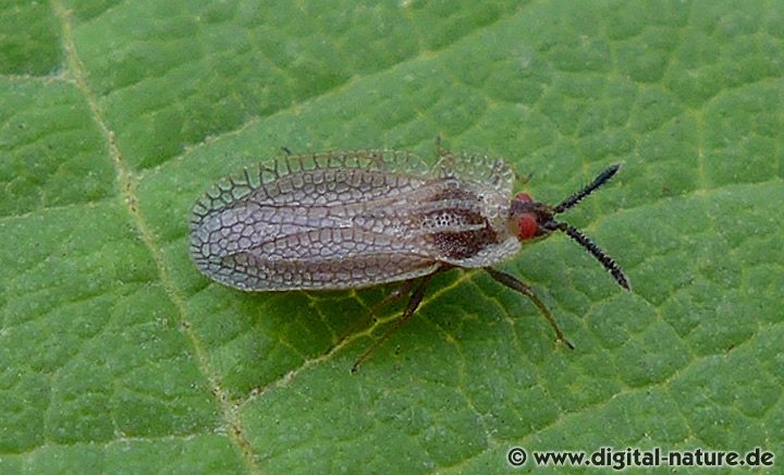 Kalama tricornis