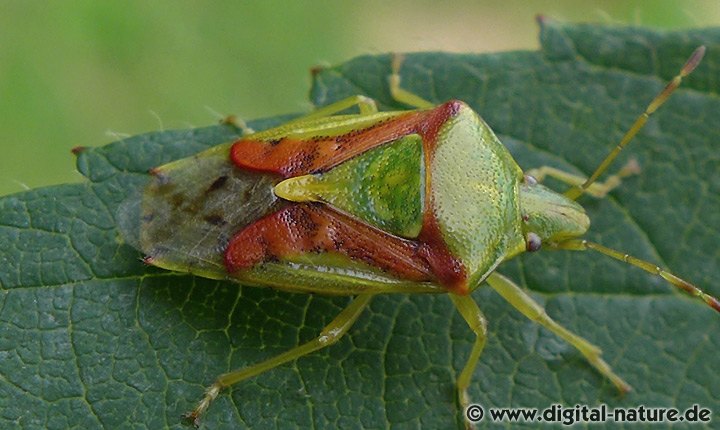 Buntrock Cyphostethus tristriatus