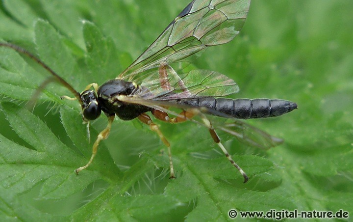 Apechthis quadridentata