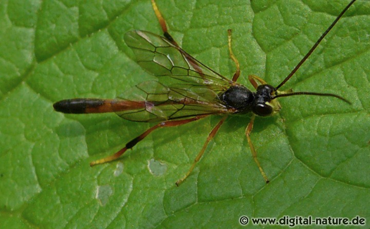 Aphanistes gliscens
