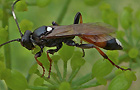 Ichneumon bucculentus