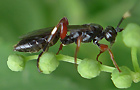 Cratichneumon