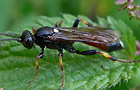 Ichneumon suspiciosus