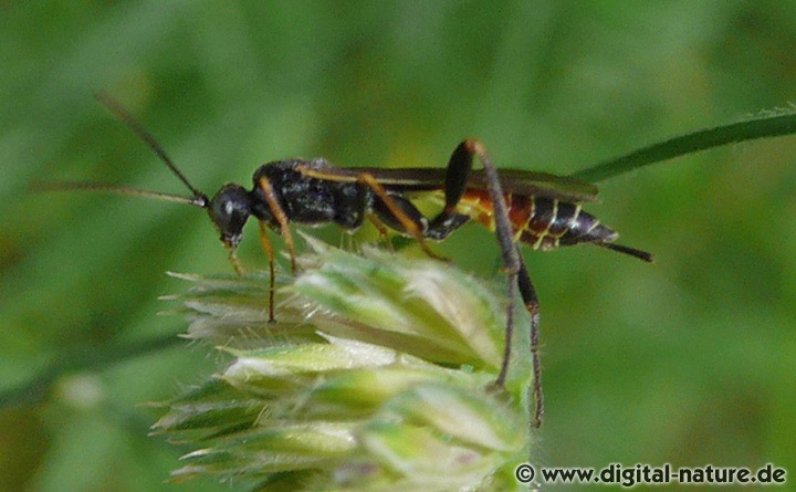 Collyria coxator