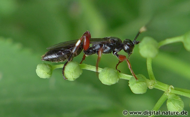 Gattung Cratichneumon