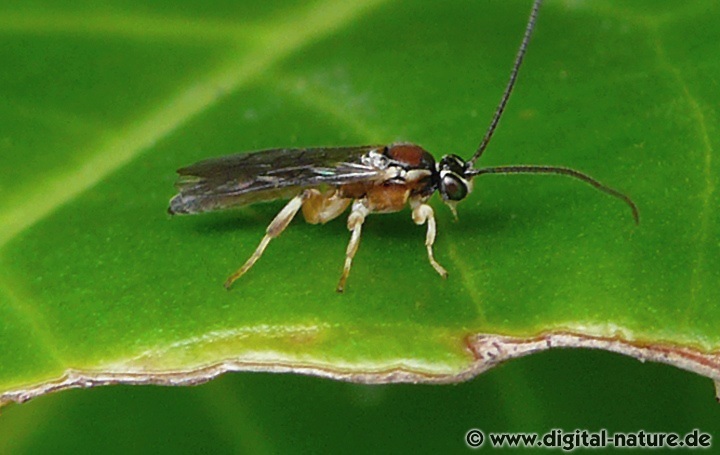 Schlupfwespe Exochus