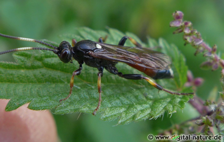 Ichneumon suspiciosus