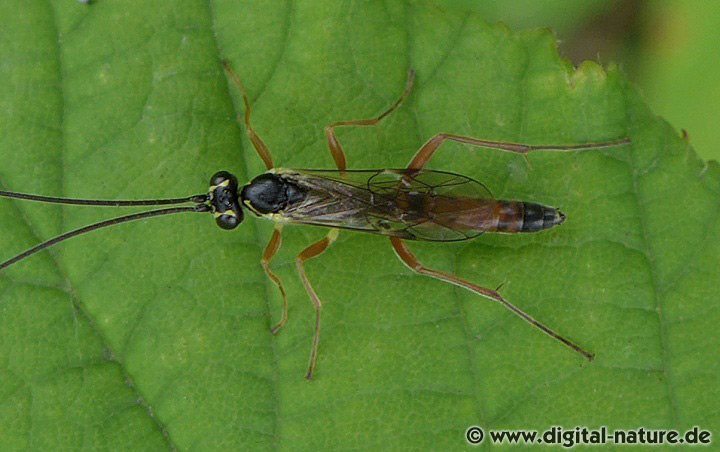 Gattung Lissonota
