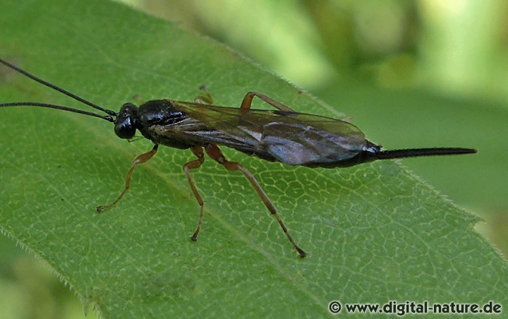 Scambus nigricans