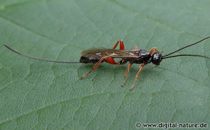Odontocolon dentipes