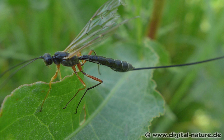 Rhyssella obliterata
