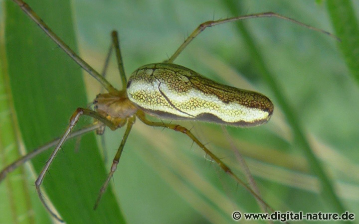 Tetragnatha montana findet man in Gewässernähe