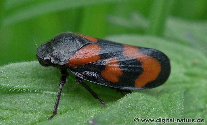 Cercopis vulnerata Lebensräume