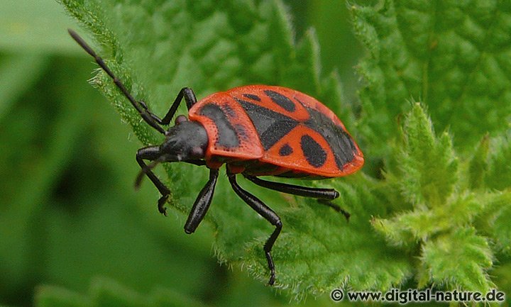 Pyrrhocoris apterus Imago