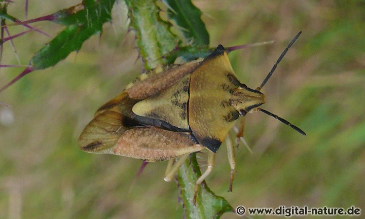 Carpocoris fuscispinus Weibchen