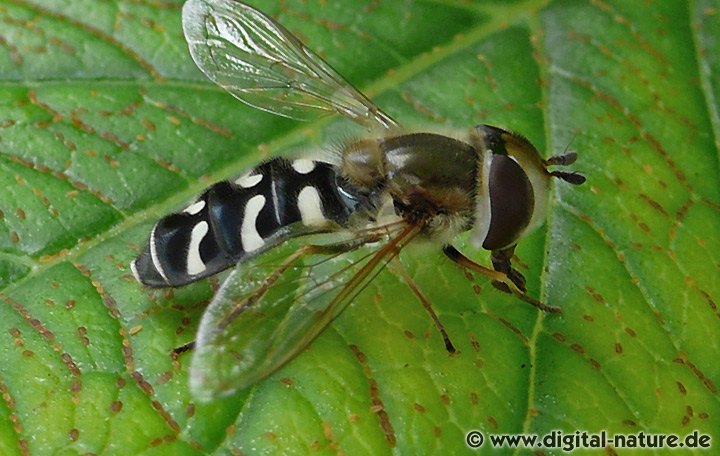 Scaeva pyrastri findet man im Wiesenbiotop oder in Gärten
