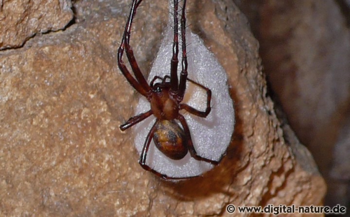 Nach der Paarung baut das Weibchen der Großen Höhlenspinne einen Kokon