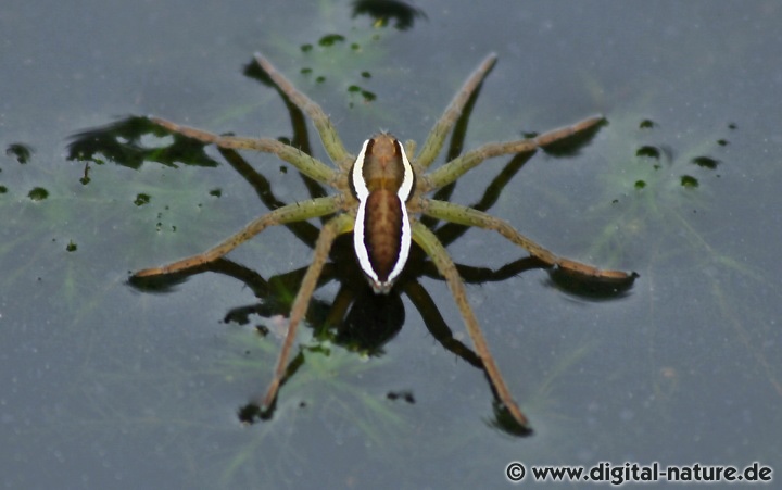 Die Gerandete Jagdspinne sitzt meist auf der Wasseroberfläche