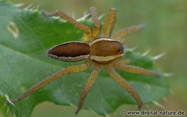 Dolomedes fimbriatus ist in den Moor-Lebensräumen nicht selten