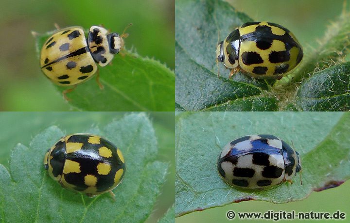 Propylea quatuordecimpunctata ist sehr variabel gefärbt