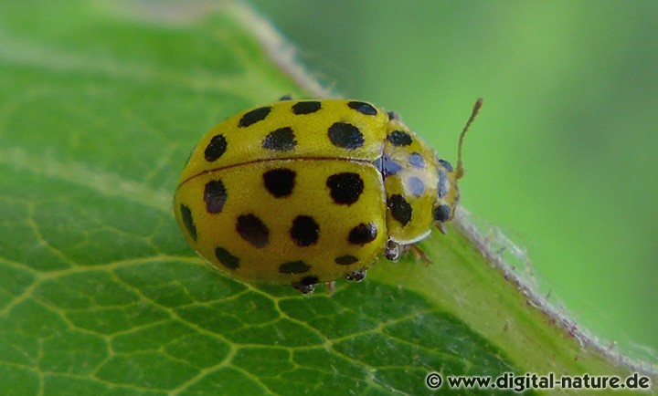 Pilz-Marienkäfer Psyllobora vigintiduopunctata