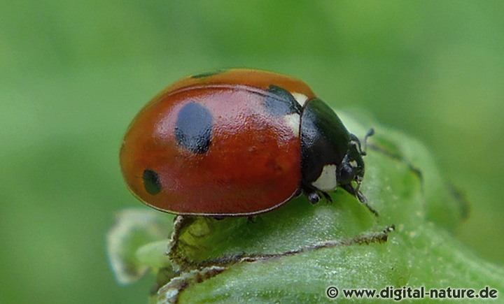 Fünfpunkt-Marienkäfer Coccinella quinquepunctata
