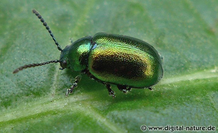 Ampfer-Blattkäfer Gastrophysa viridula
