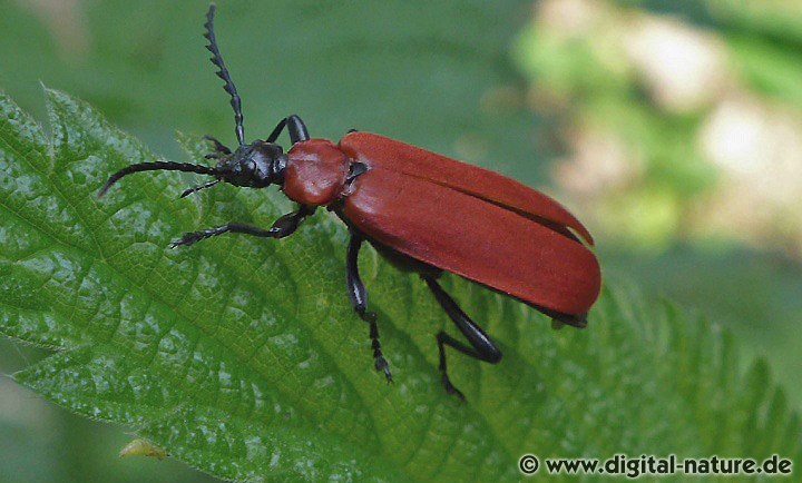 Pyrochroa coccinea findet man in lichten Wäldern