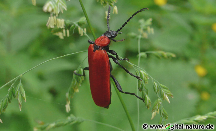 Die rote Farbe der Flügeldecken soll Giftigkeit signalisieren