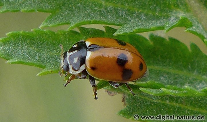 Veränderlicher Marienkäfer Hippodamia variegata