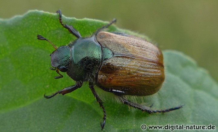 Gartenlaubkäfer Phyllopertha horticola