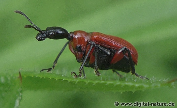 Haselblattroller Apoderus coryli