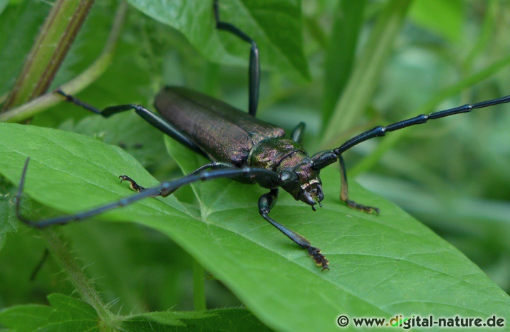 Aromia moschata sondert ein moschusartig riechendes Sekret ab