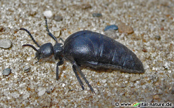 Feingerunzelter Maiwurmkäfer Merkmale
