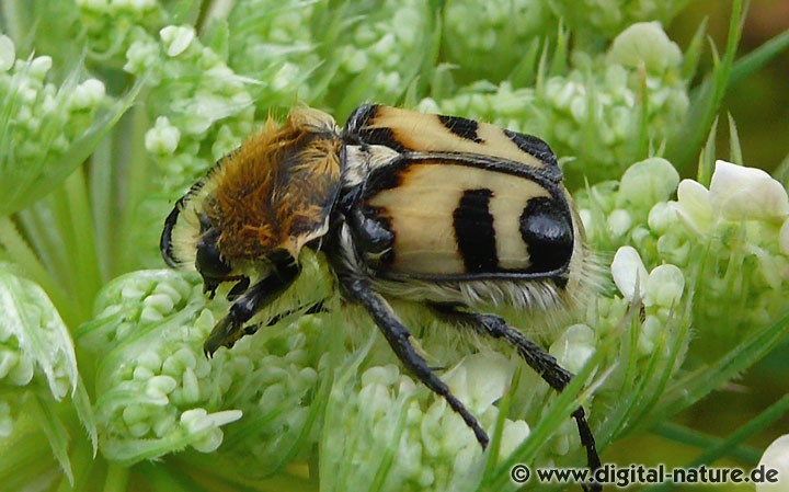 Trichius fasciatus findet man auf Lichtungen oder am Waldrand