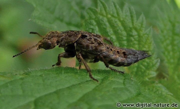 Ontholestes tessellatus