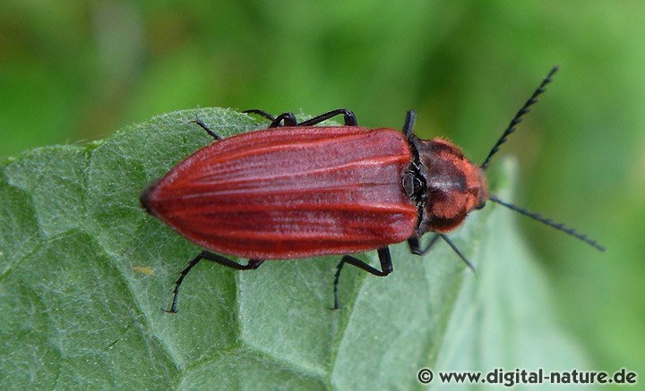 Purpurroter Schnellkäfer Anostirus purpureus