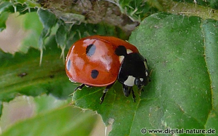 Coccinella septempunctata findet man in Lebensräumen mit Blattlaus-Vorkommen